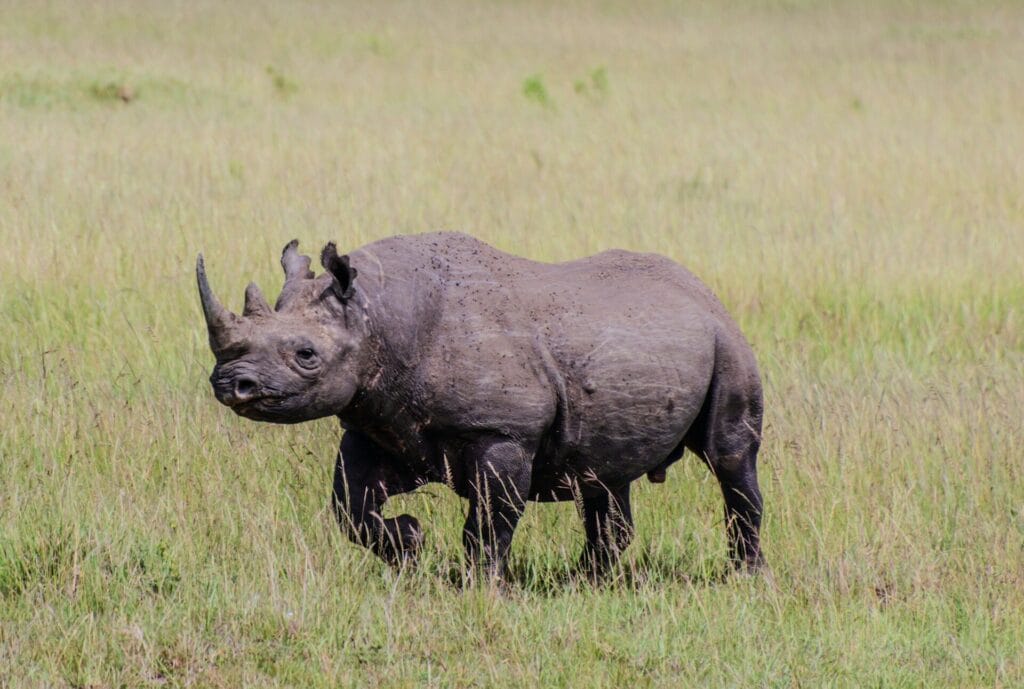top 10 rare animals in Kenya Africa
