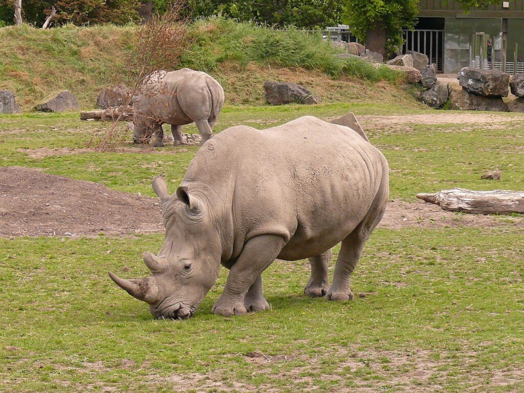 rhinoceros in Kenya, big 5 animals