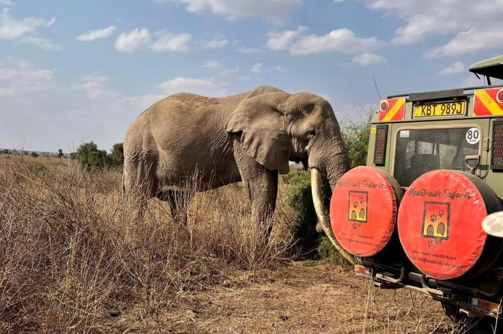 big 5 wildlife safari Kenya