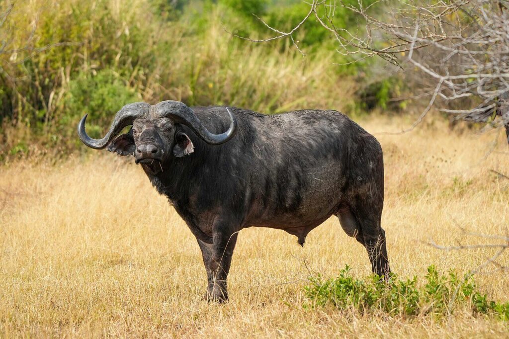 Big 5 Animals in Kenya: Safari Guide 3 buffalo: the big five animals