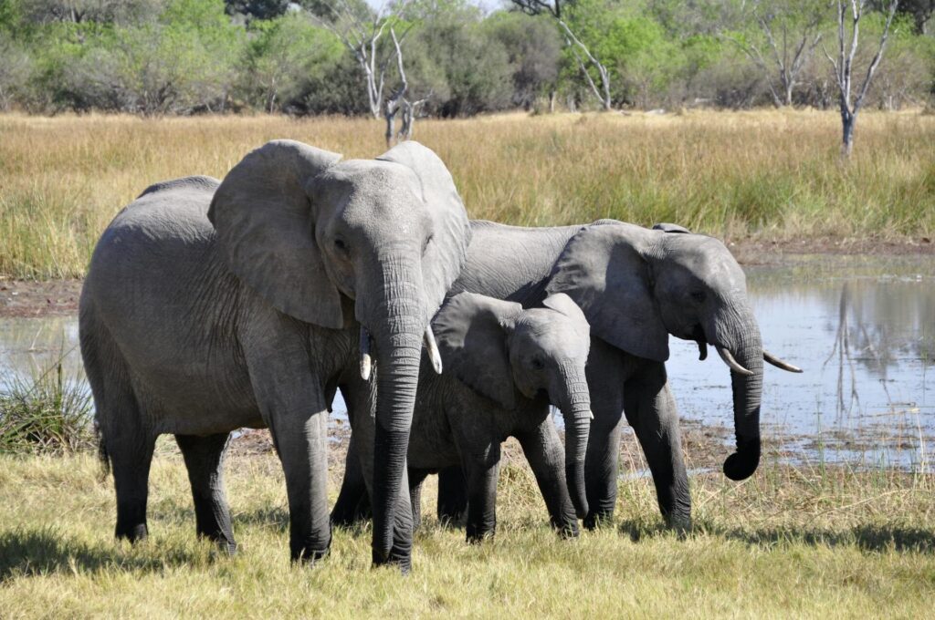 Big 5 Animals in Kenya: Safari Guide 2 Big 5 Animals in Kenya