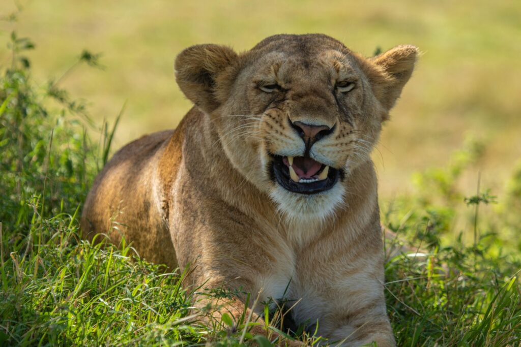 Big 5 Animals in Kenya: Safari Guide 1 big 5 kenya