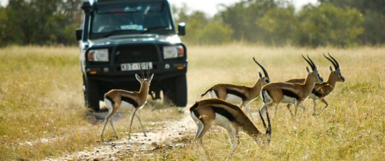 Masai Mara, Lake Naivasha Mid-Range Safari