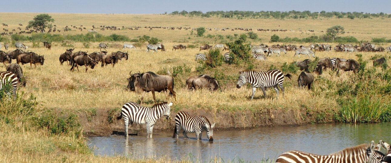 common animals in masai mara