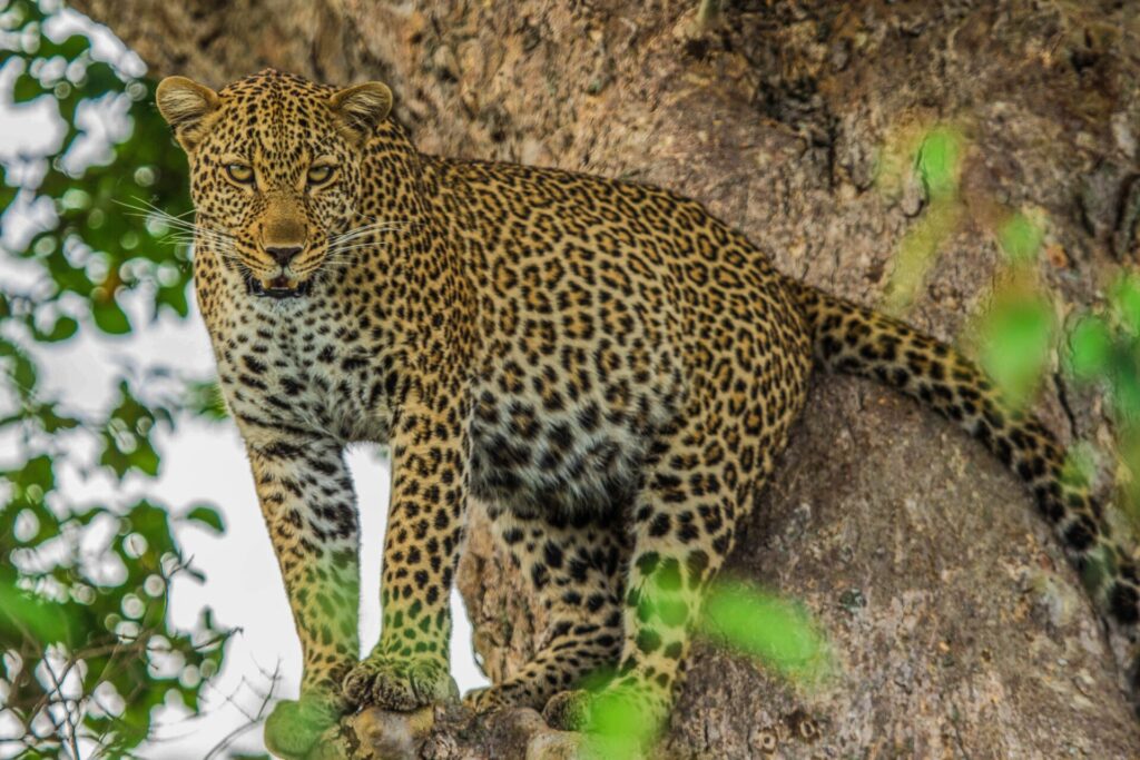 Big 5 Animals in Kenya: Safari Guide 4 big five kenya