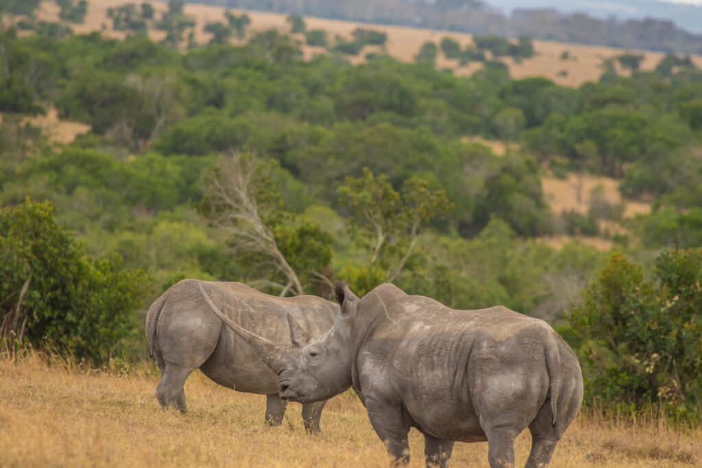 4 Best Places to See Rhinos in Kenya 4 Where to See Rhinos in Kenya