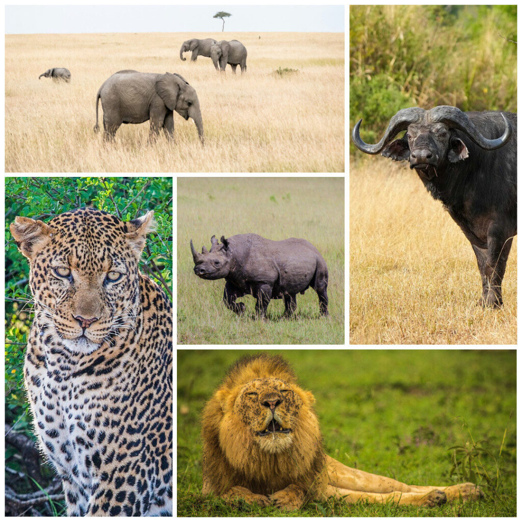 10 Reasons to Book a Kenya Safari This Year 1 the Big 5 animals in kenya pictures