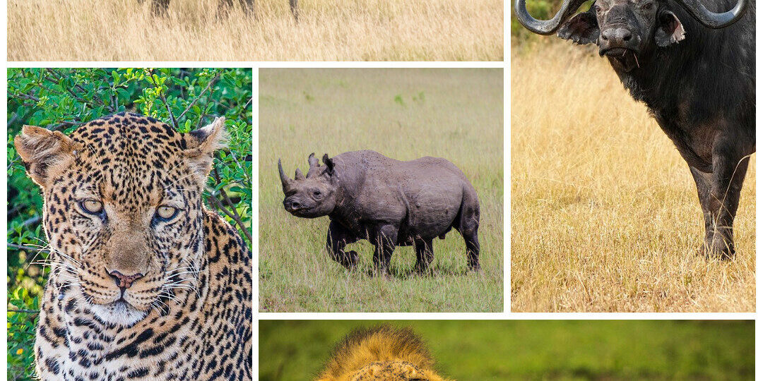 the Big 5 animals in kenya pictures