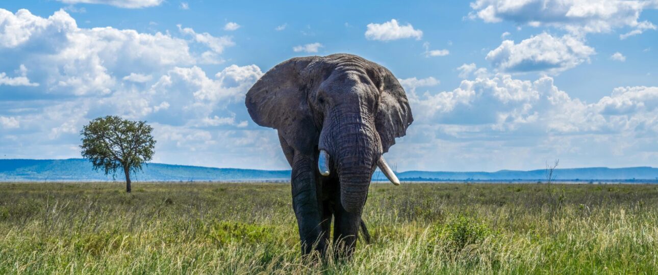 6-Day Private Safari in Kenya