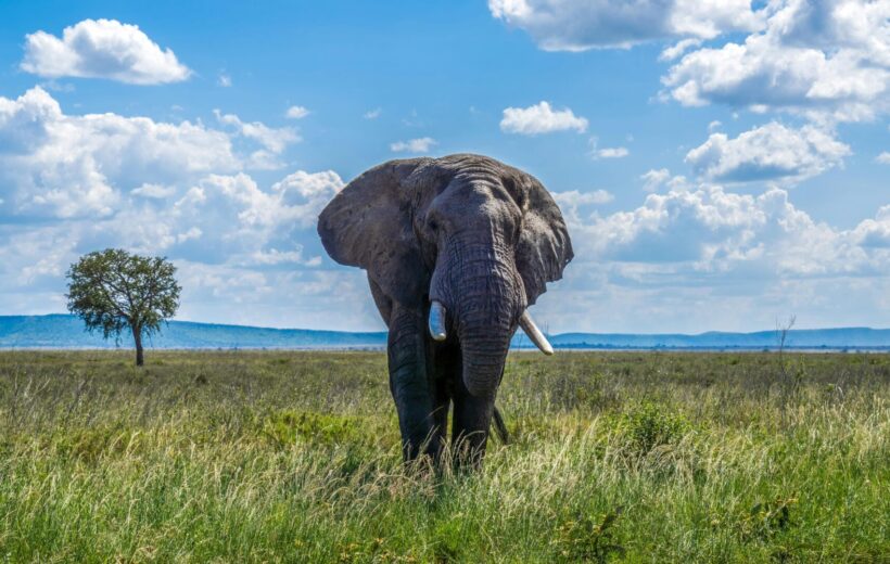 Meektrails Safaris | Best Kenya Safari Tours 10 6-Day Private Safari in Kenya