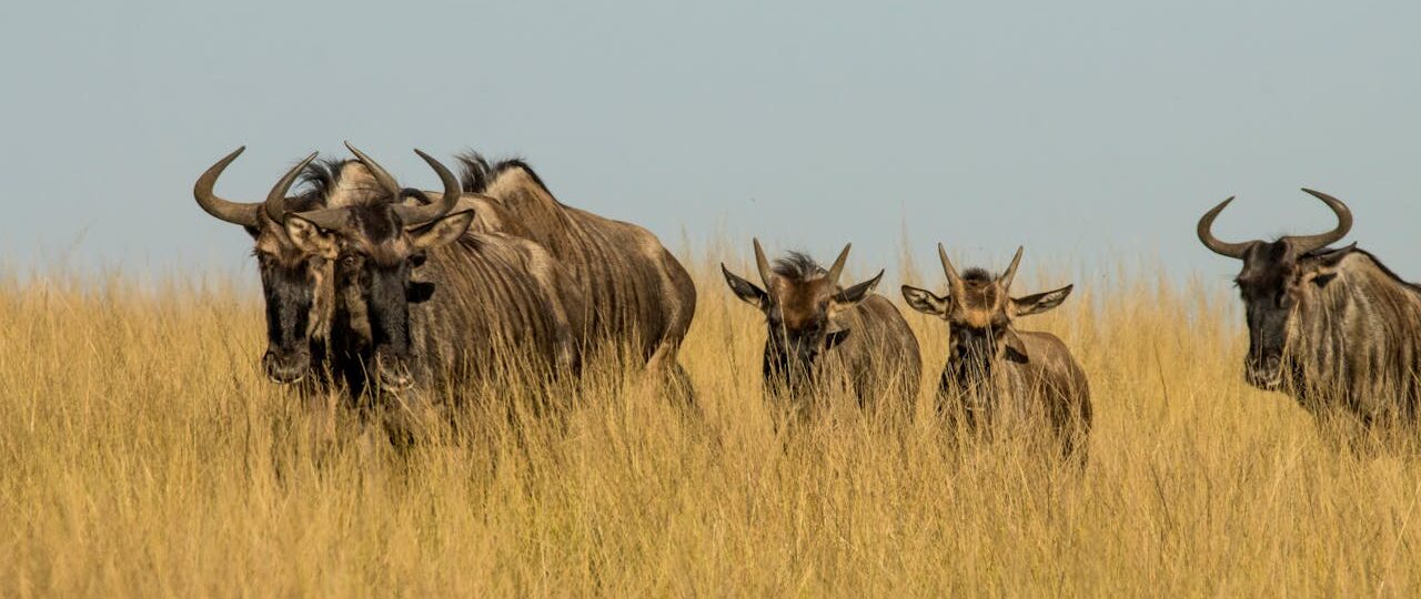Masai Mara, Lake Naivasha Budget Safari
