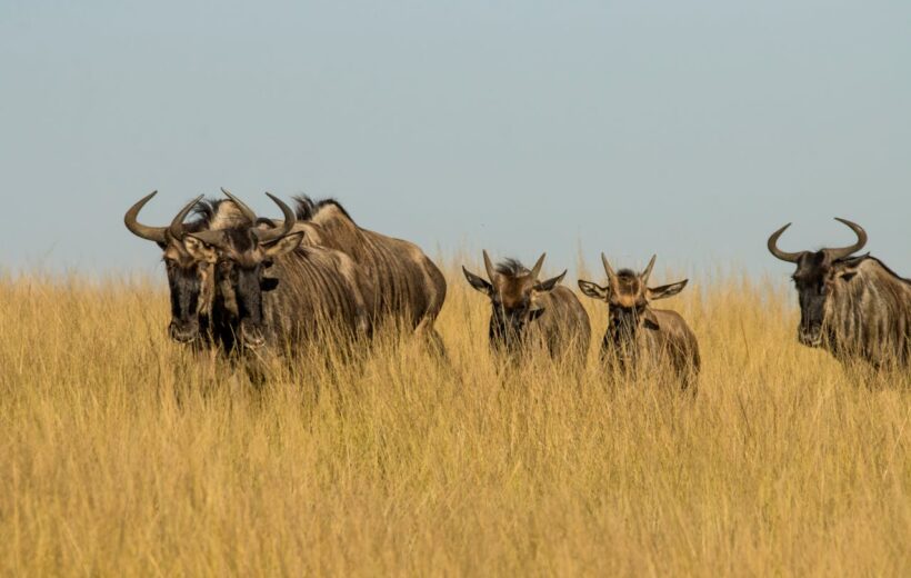 Meektrails Safaris | Best Kenya Safari Tours 13 3-Day Masai Mara, Lake Naivasha Budget Safari