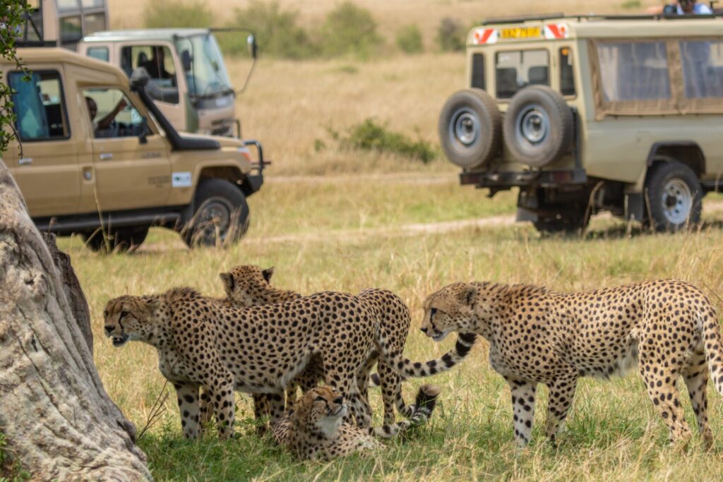 cheetahs in masai mara