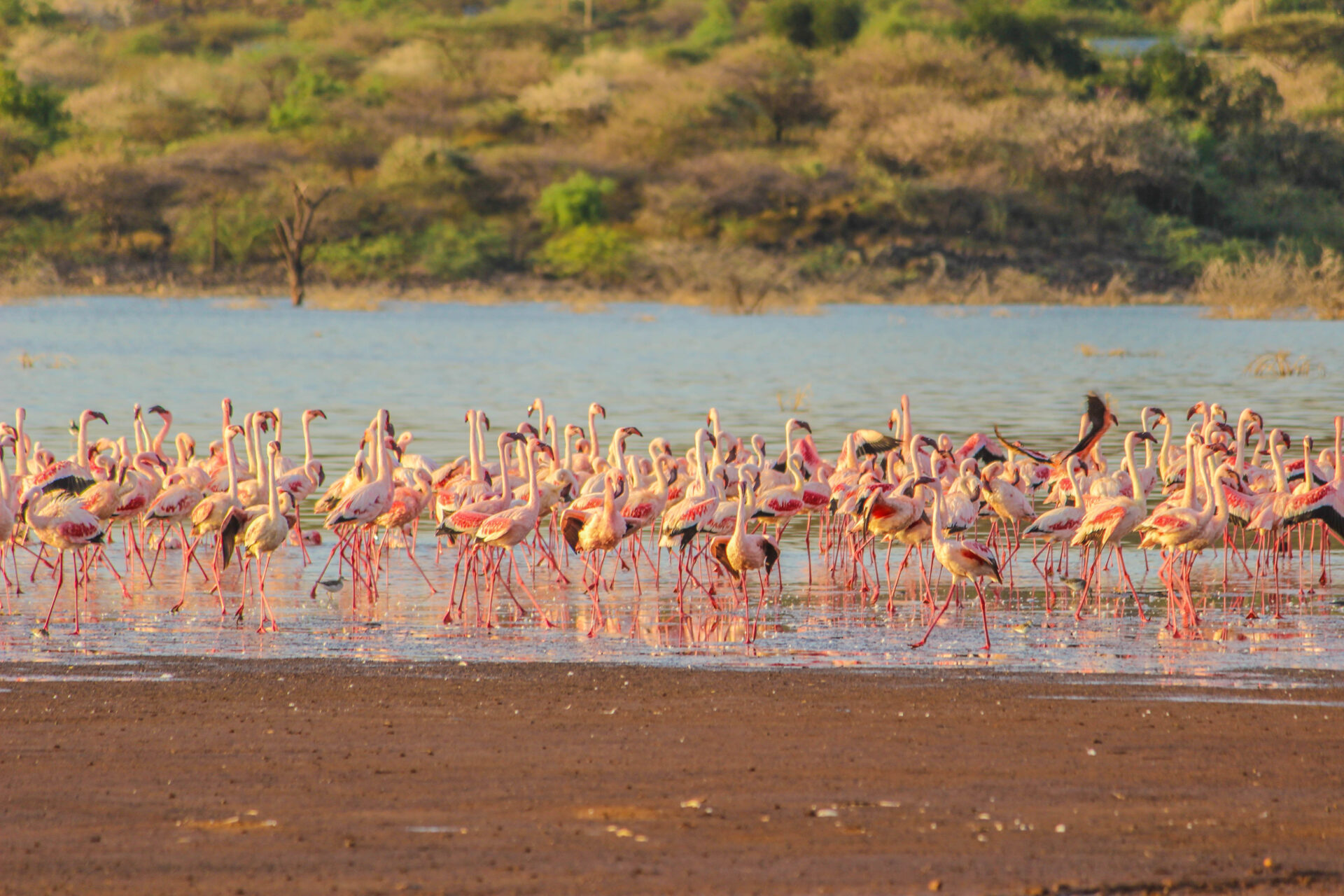 Lake Nakuru National Park