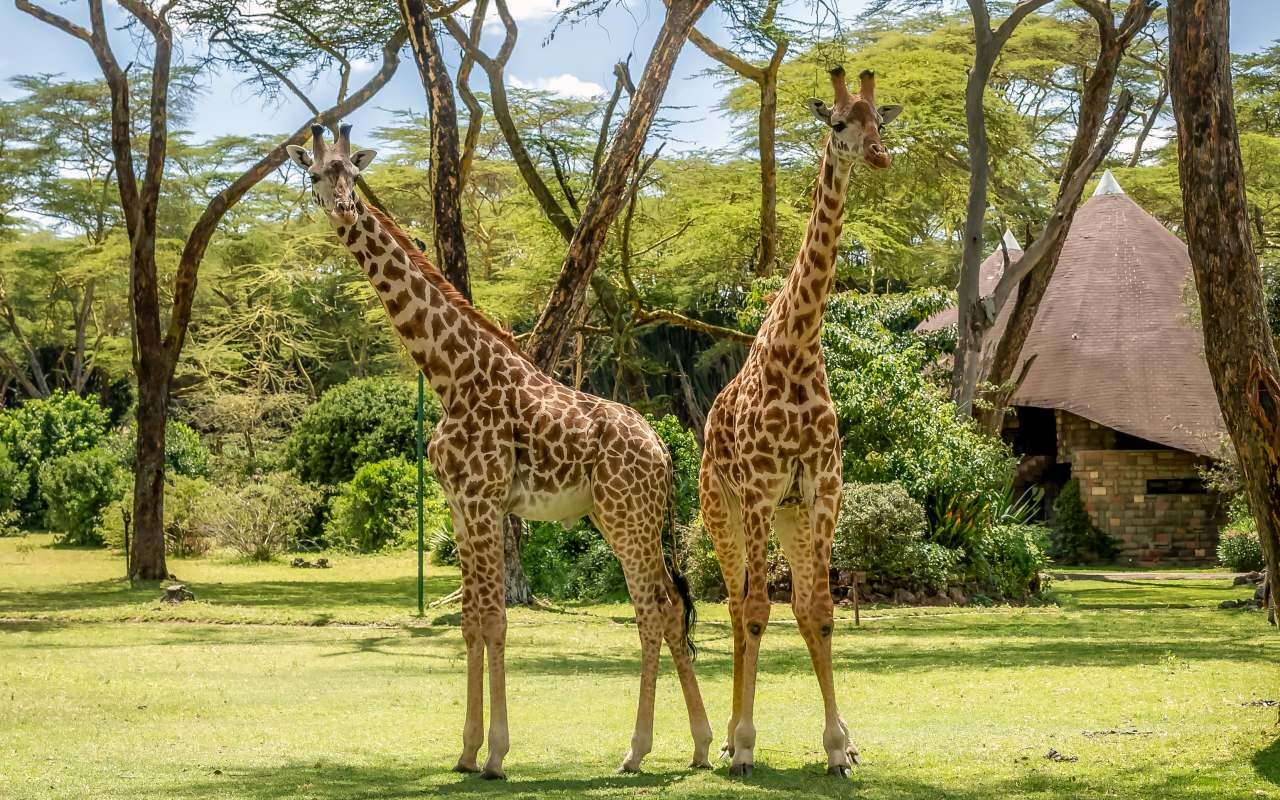 Lake Naivasha Sopa Resort 3 resident giraffes at Naivasha sopa