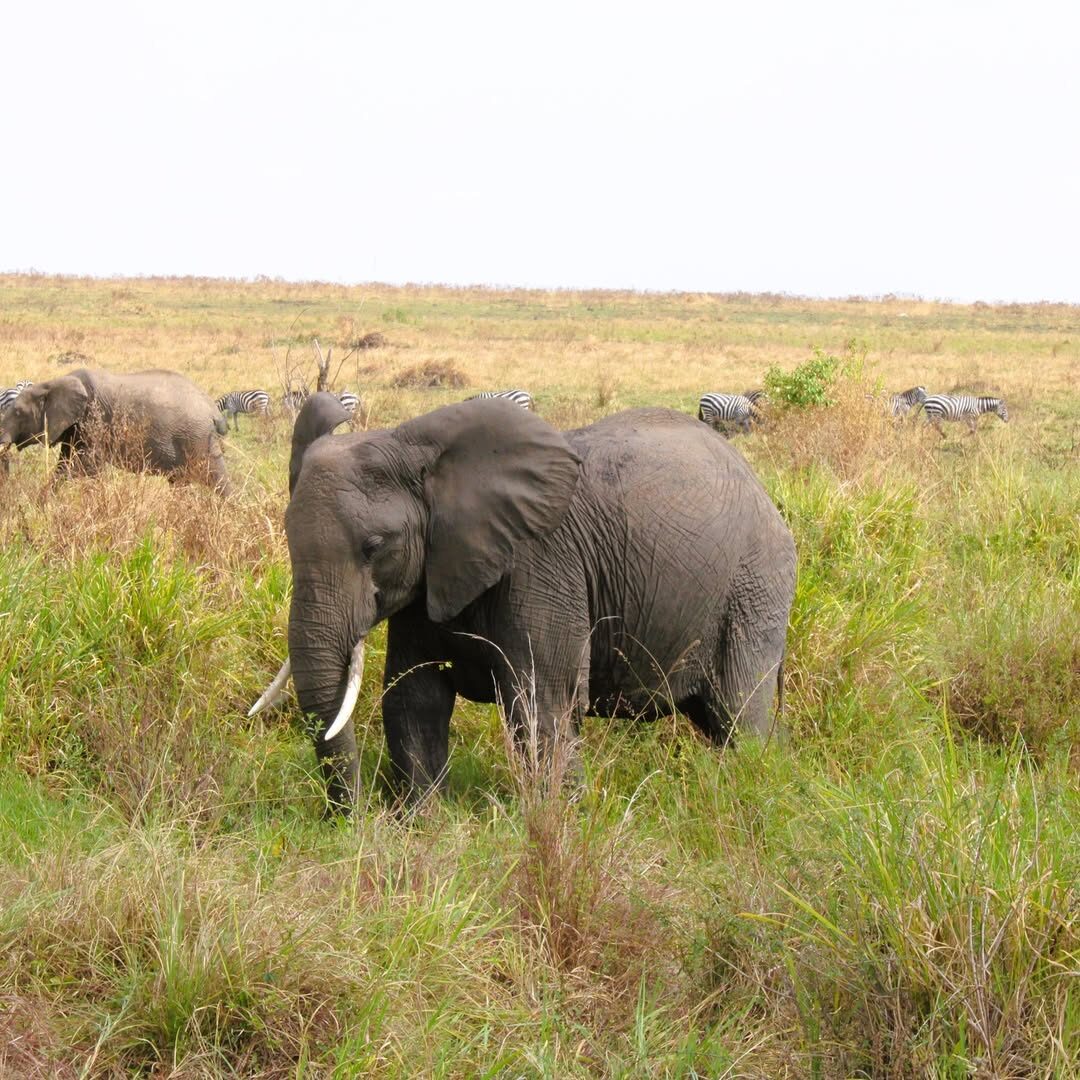 Endeem Mara Resort 4 wild animals near Endeem Mara Resort