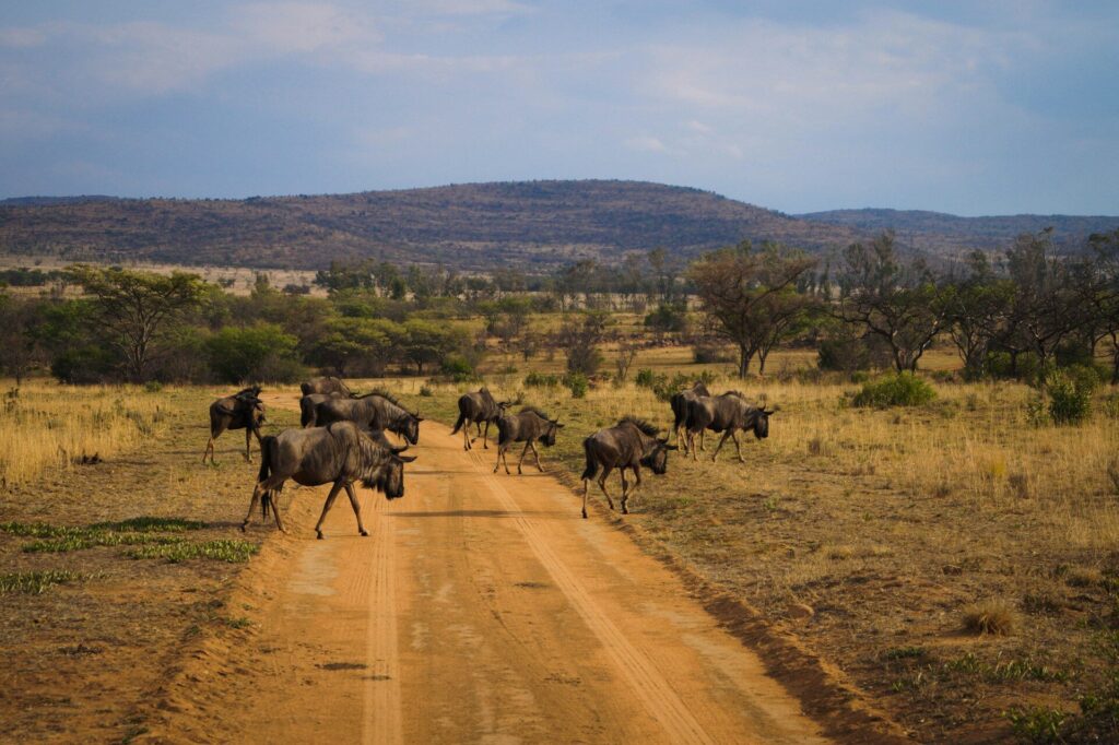 wildebeest in Kenya's Masai Mara