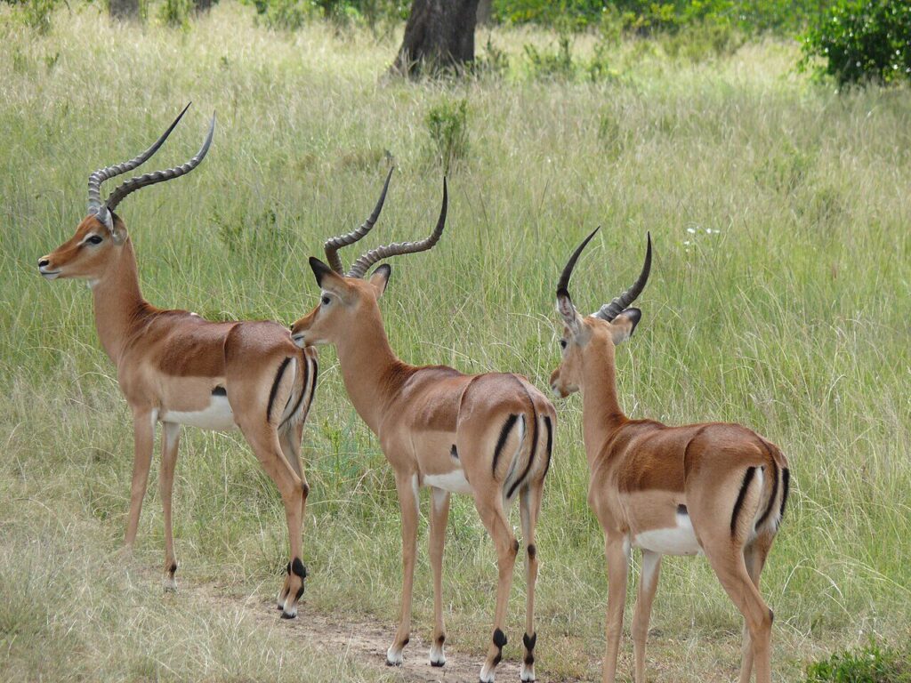 Gazelles are common animals found in Masai Mara National Reserve