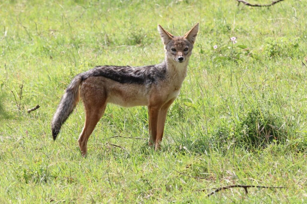 a jackal in masai mara kenya
