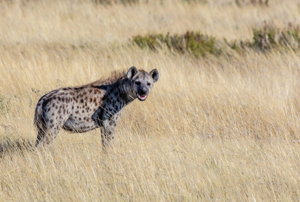 animals in masai mara hyena