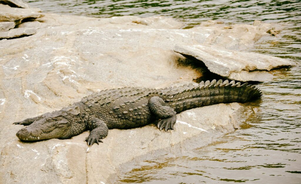 reptiles in mara