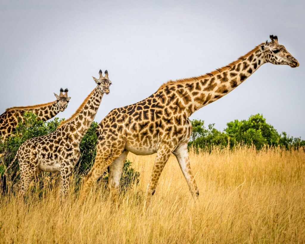 wildlife in kenya: giraffes
