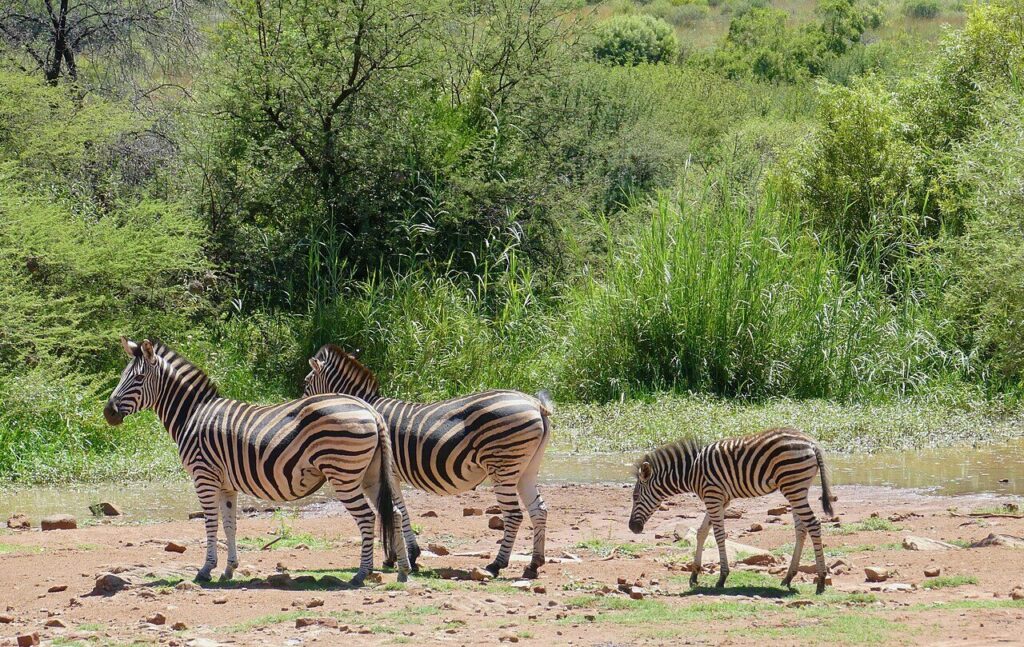 animals in masai mara national reserve: zebras
