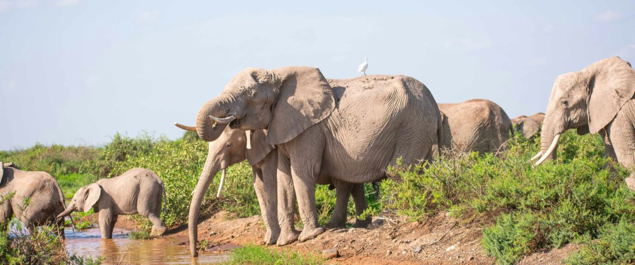 7-Day Kenya Safari Adventure