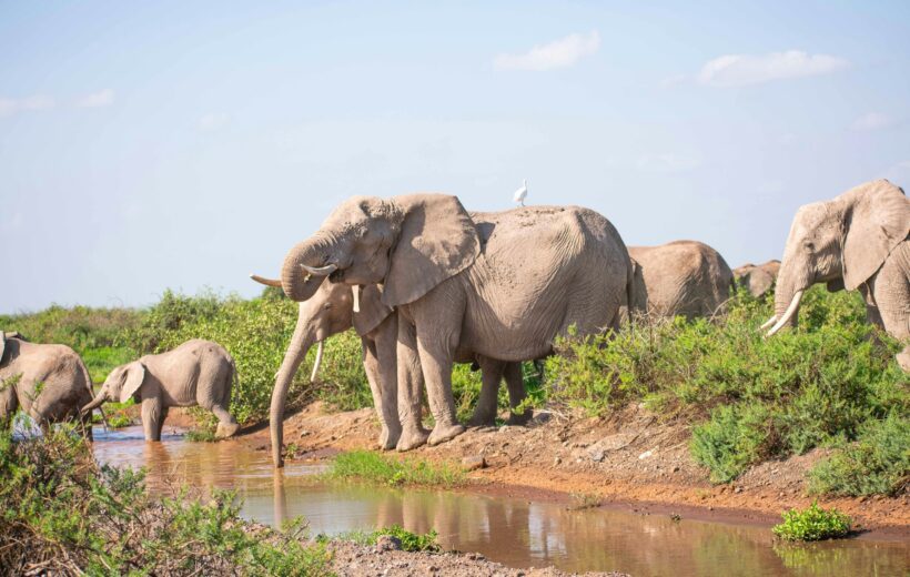 7-Day Kenya Safari: Amboseli, Ol Pejeta & Masai Mara Adventure