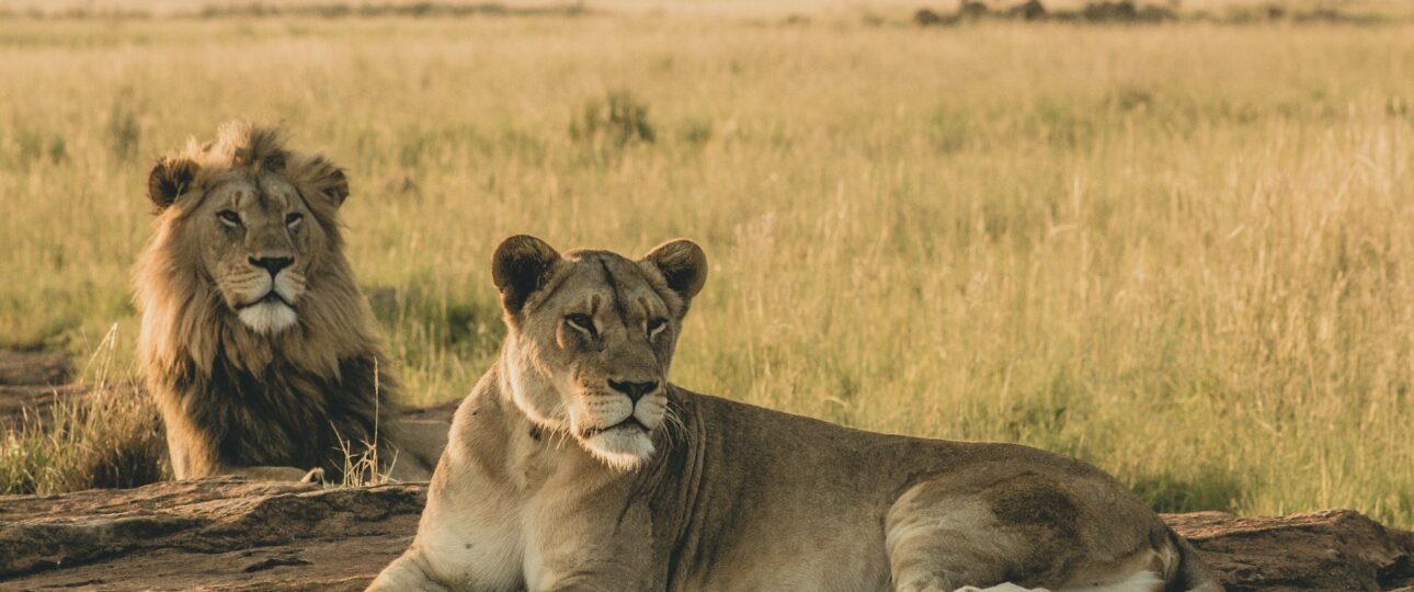 big five tanzania safari