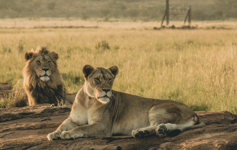 5-Day Big Five Tanzania Safari Adventure