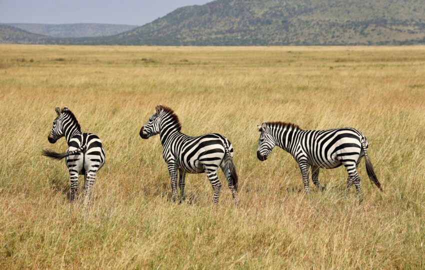 serengeti national park in tanzania