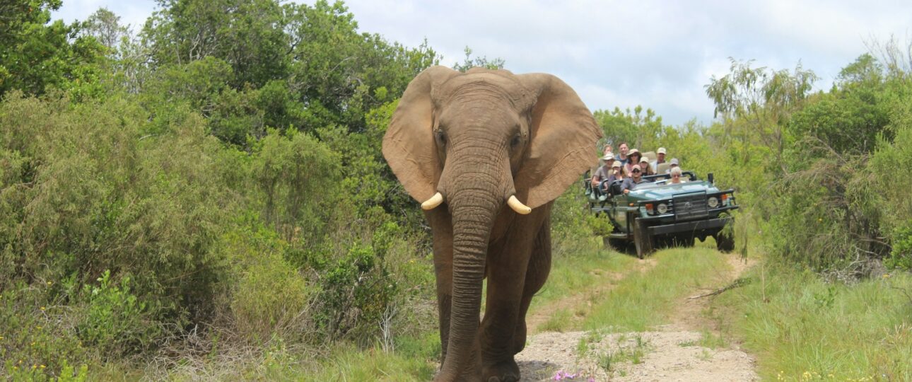 Best Time To Visit Kenya For Safari 1 Best Time To Visit Kenya For Safari