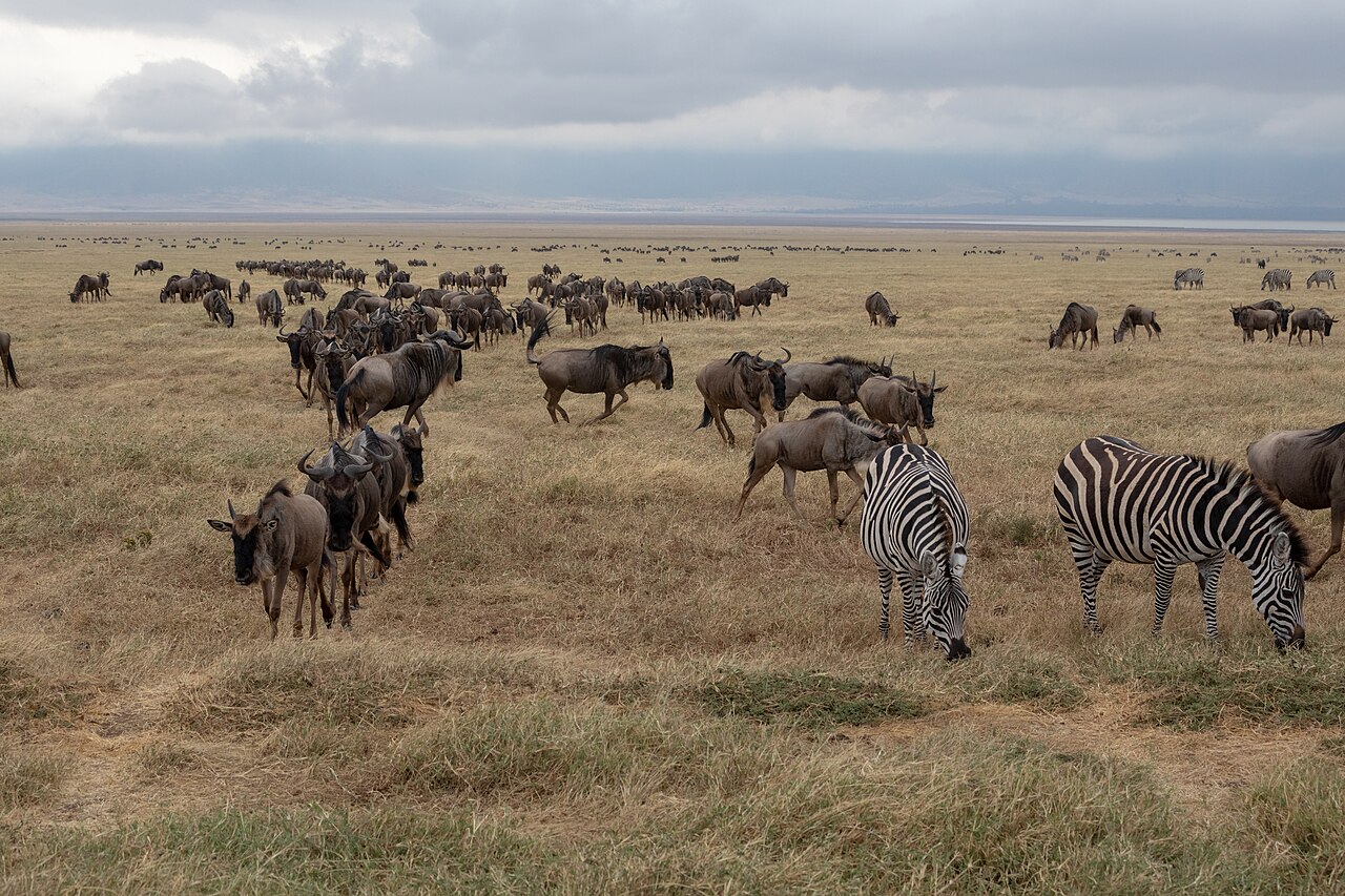 Ngorongoro Conservation Area