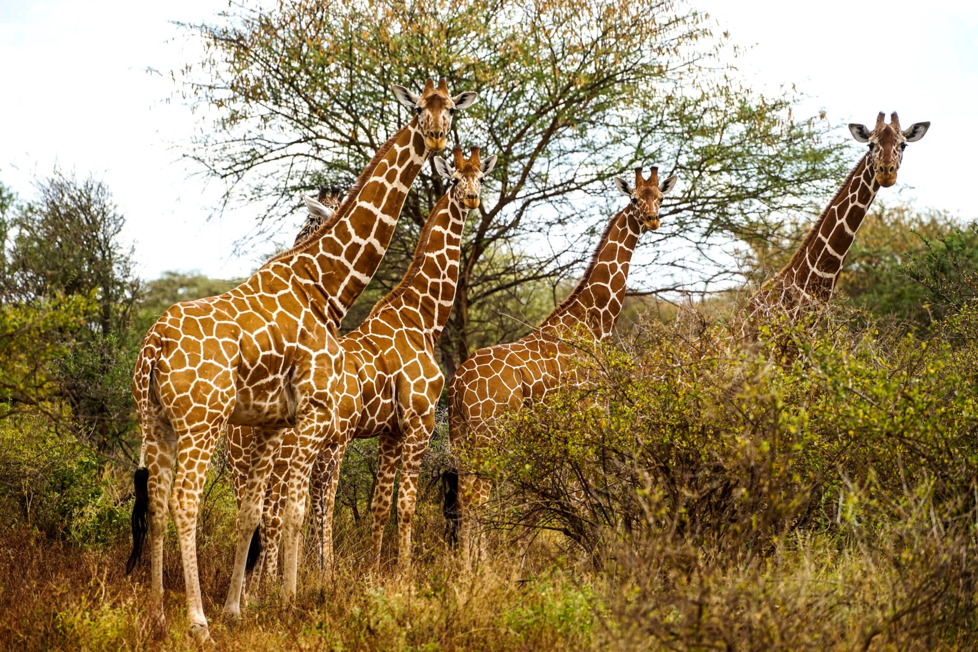 Meru National Park