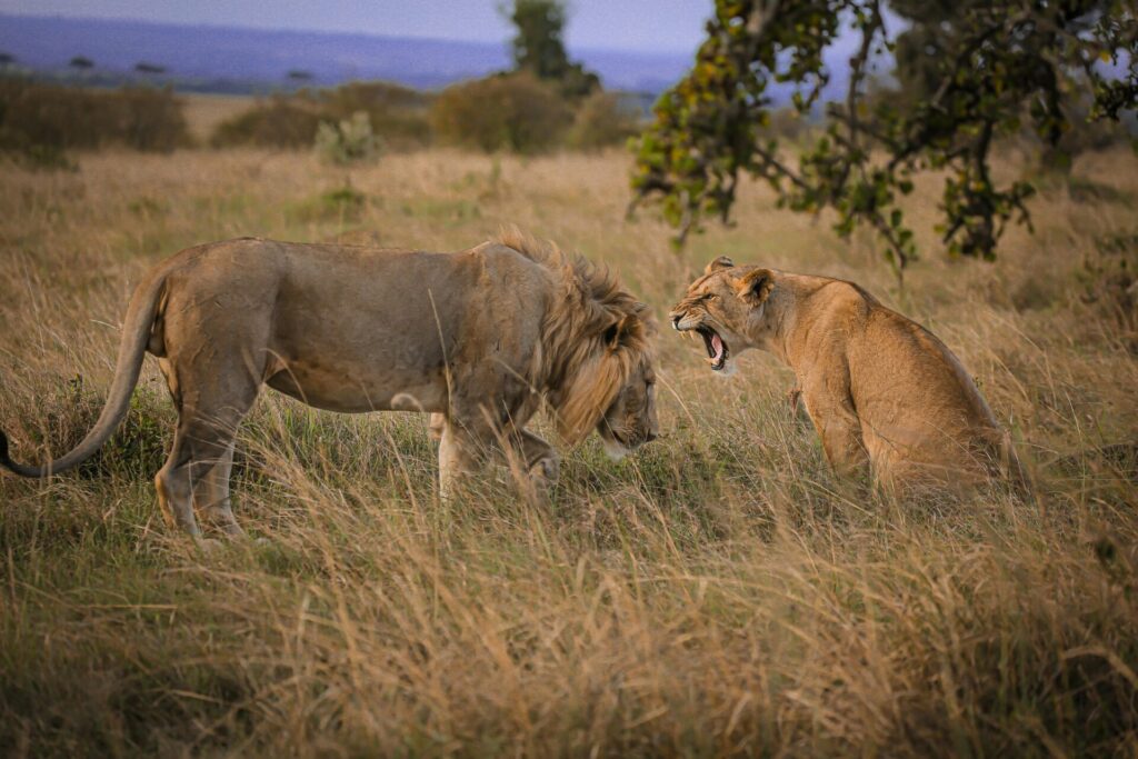 Best Time To Visit Kenya For Safari 5 the best time to visit kenya for safari