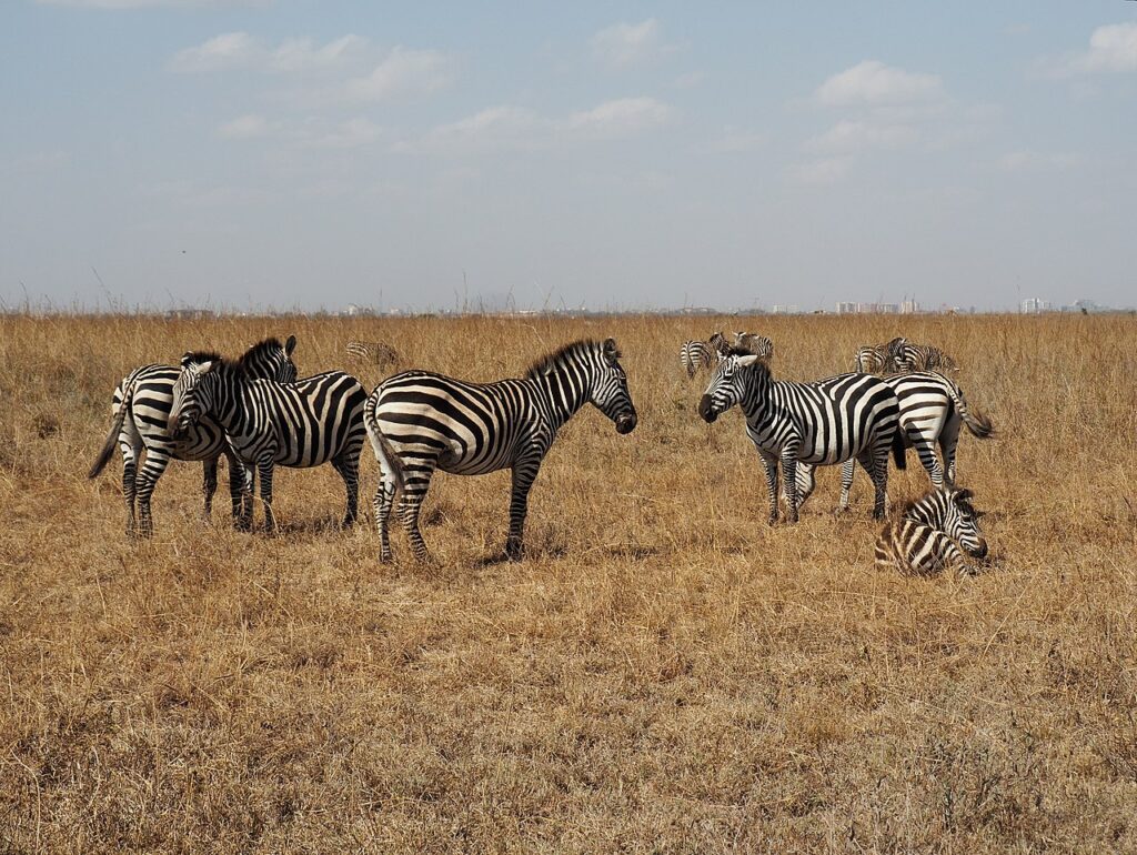 Best Time To Visit Kenya For Safari 3 zebras in nairobi national park
