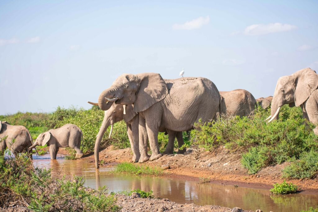 10 Day Kenya Safari Adventure