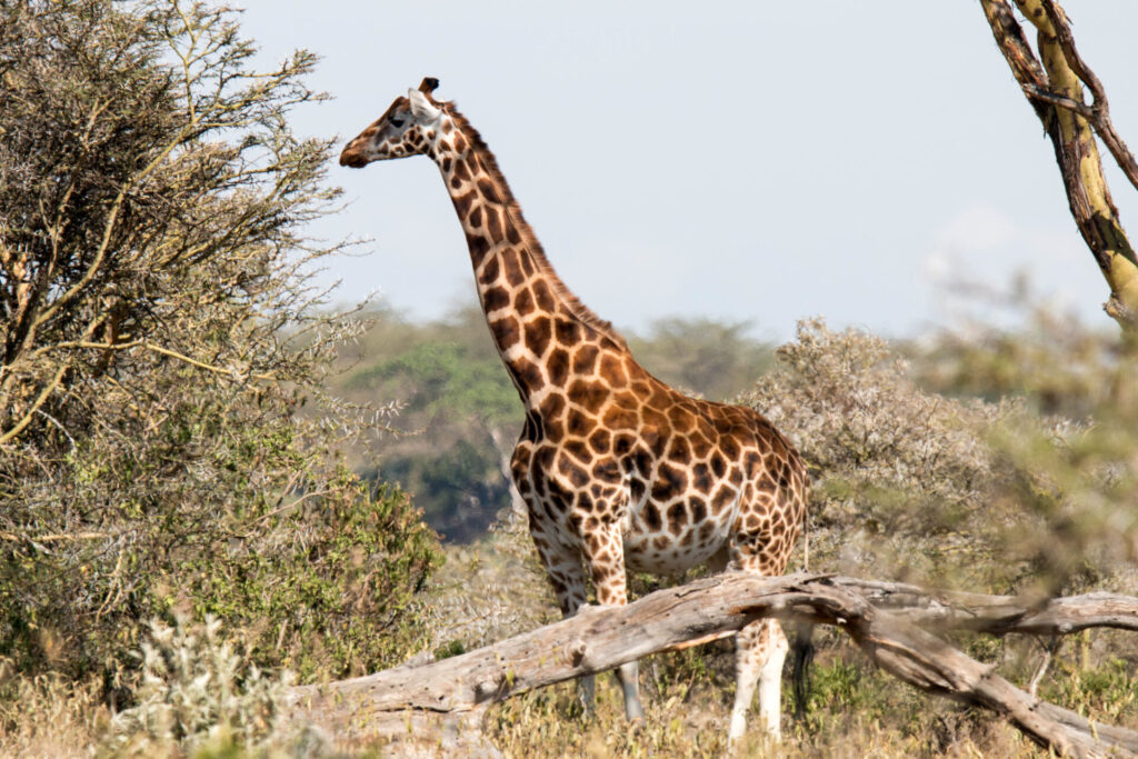 reticulated giraffe in kenya