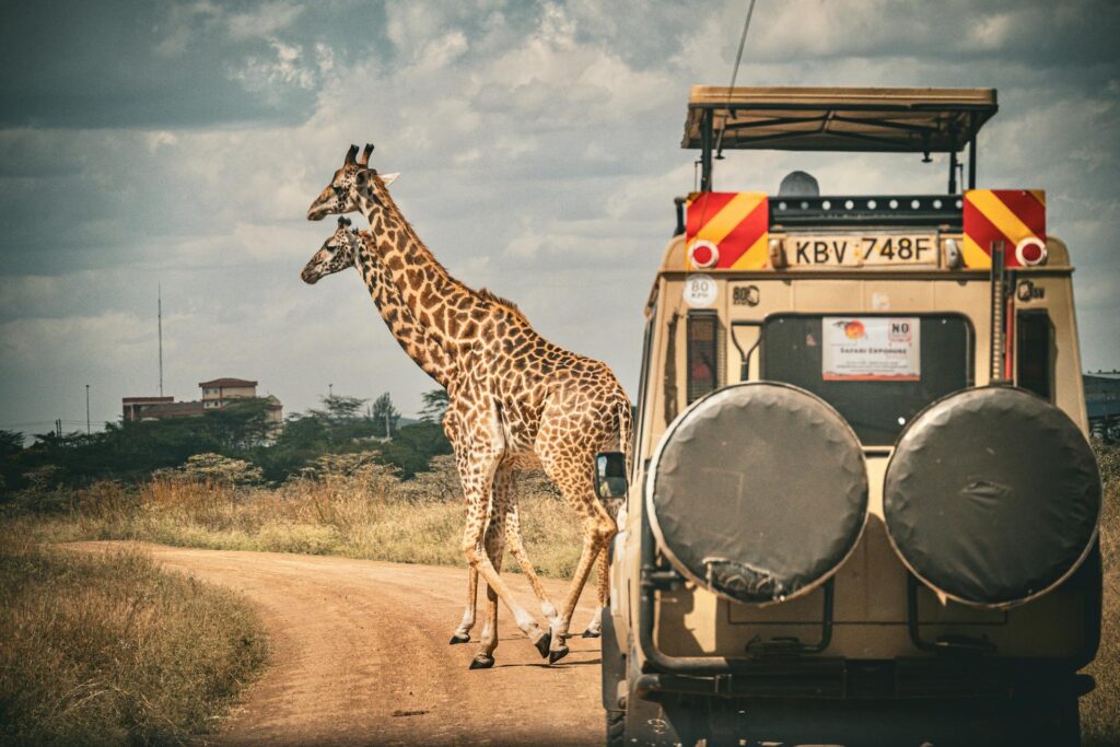 Best Safari and Tour Companies in Kenya