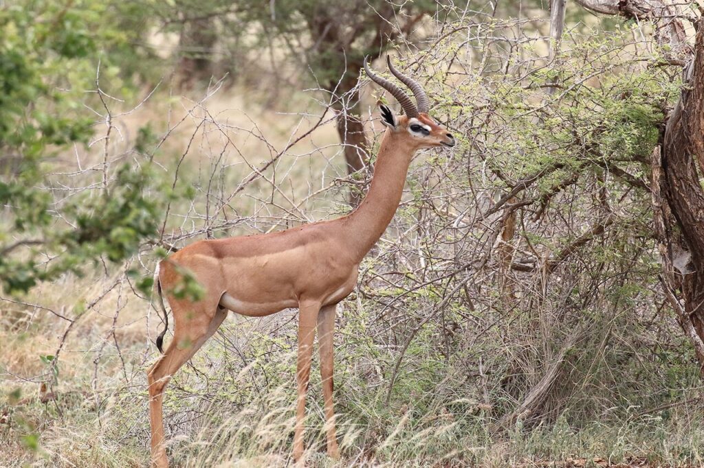 Gerenuk, samburu special five