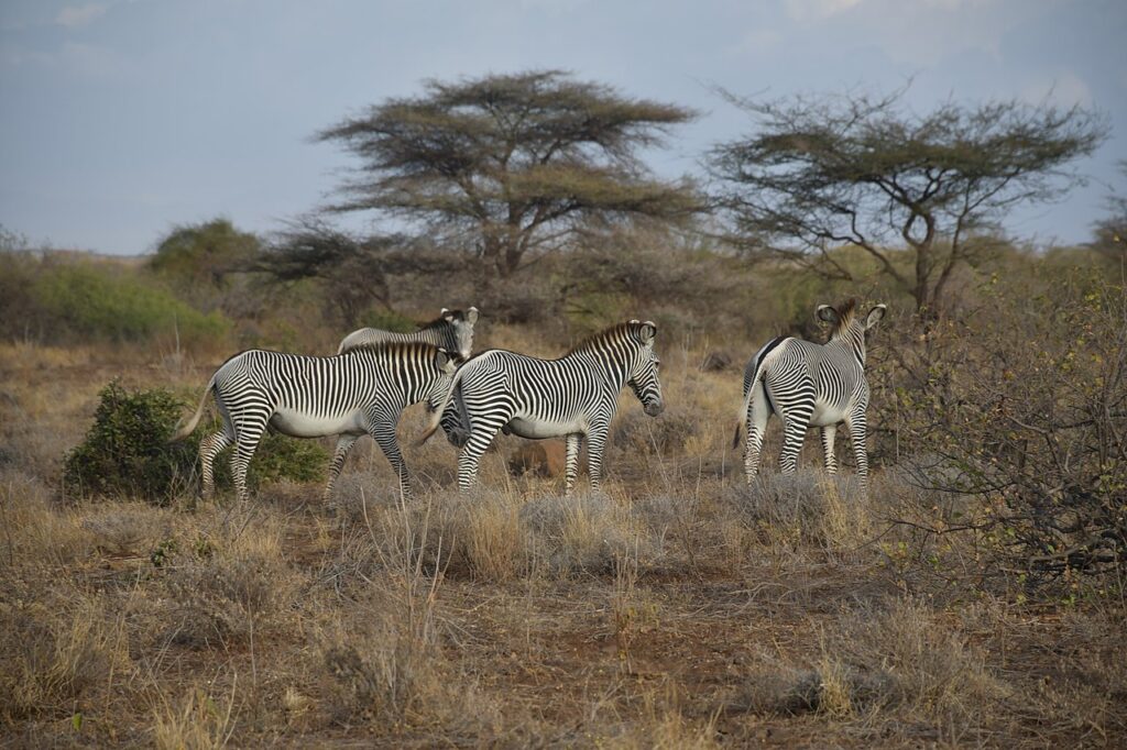 Grevy's Zebra in Samburu