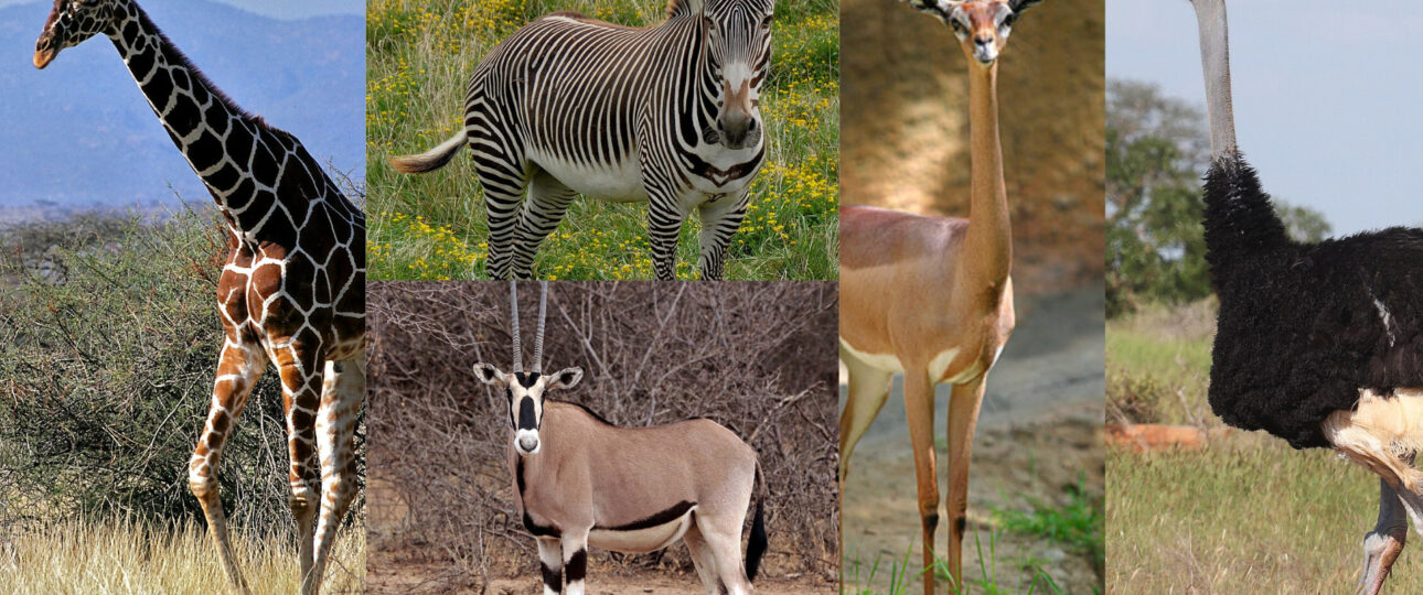 Samburu Special Five: Kenya’s Rare Northern Wildlife Icons 9 Samburu Special Five
