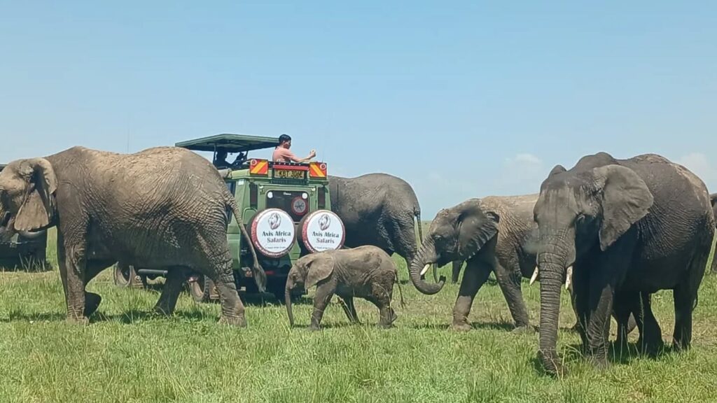 axis africa safaris