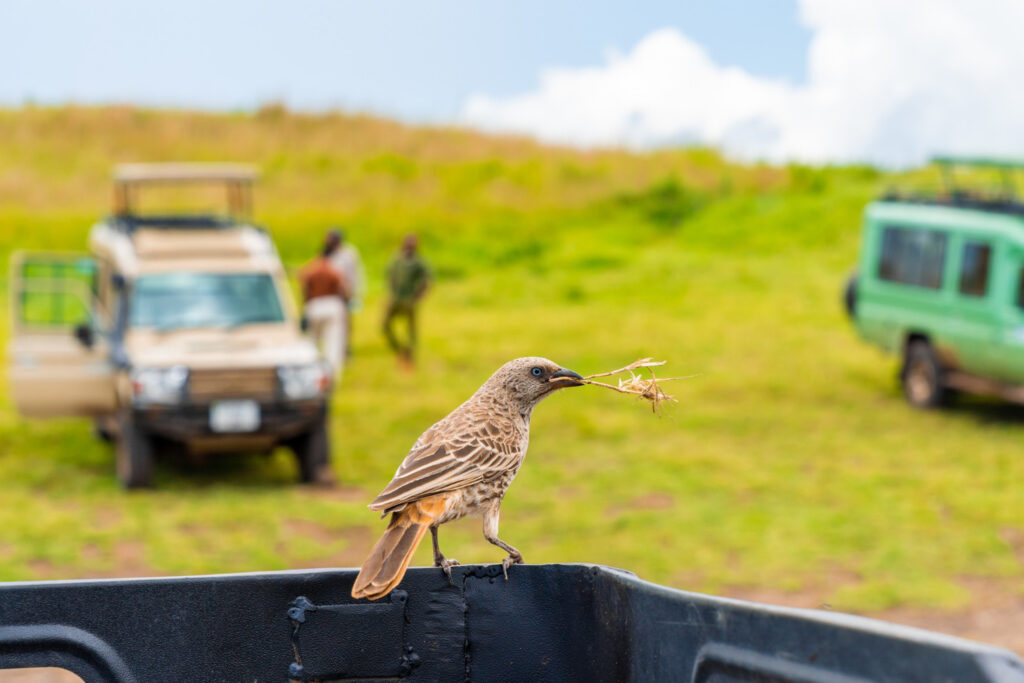 birdwatching tour in Kenya
