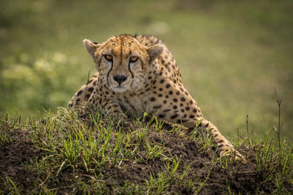 Why I Shoot From Below: A Safari Photographer’s Truth 1 a cheetah in masai mara