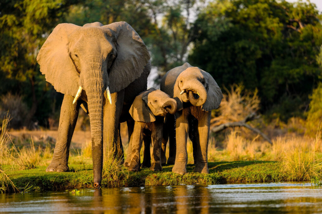 elephants in amboseli national park kenya