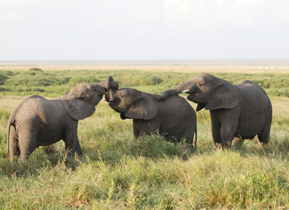 elephants in masai mara kenya