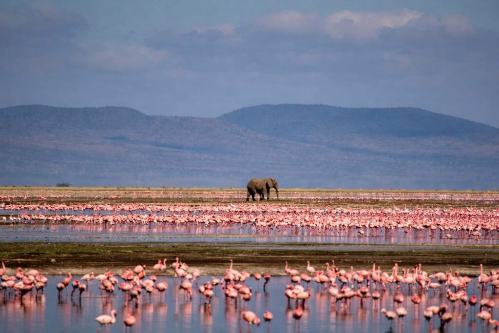 Why I Shoot From Below: A Safari Photographer’s Truth 4 flamingo in lake nakuru kenya