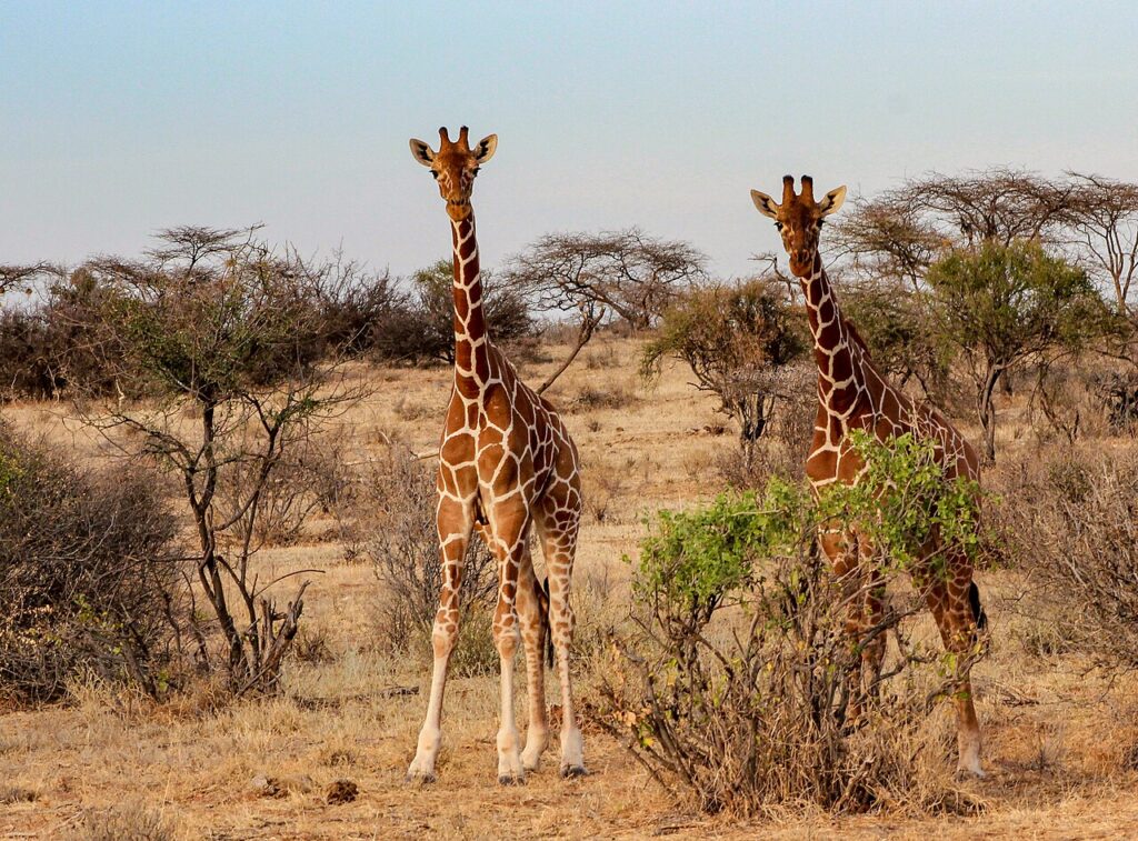 giraffes in kenya